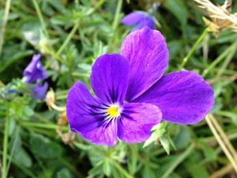Galmeiveilchen | Naturschutzgebiet Bleikuhlen
