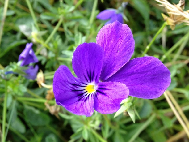 Galmeiveilchen | Naturschutzgebiet Bleikuhlen