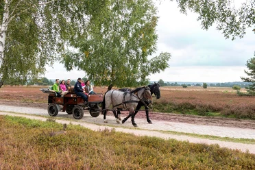 Bustour_in_die_Heide.jpg Zwei Pferde ziehen eine Kutsche mit Gästen über einen Sandweg durch die blühende Heide.