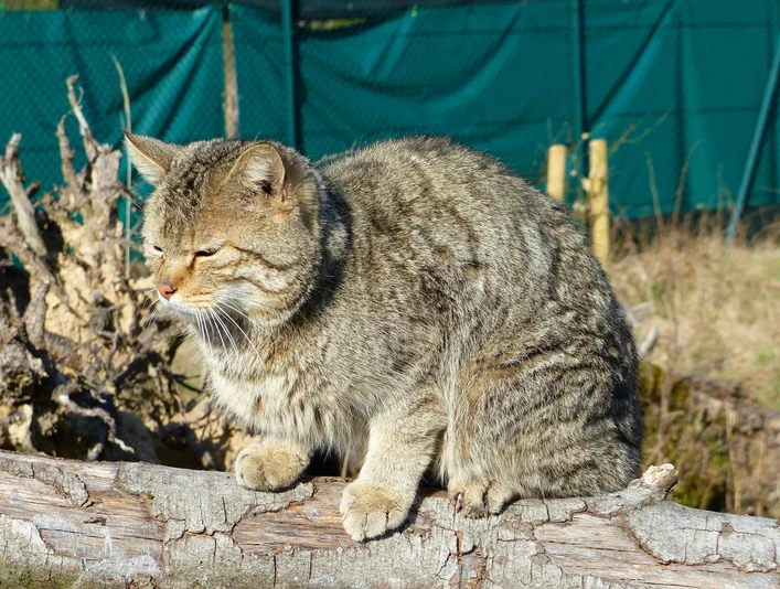 Wildkatze im Wildkatzen Erlebniszentrum Bad Harzburg Wildkatze im Wildkatzen Erlebniszentrum Bad Harzburg