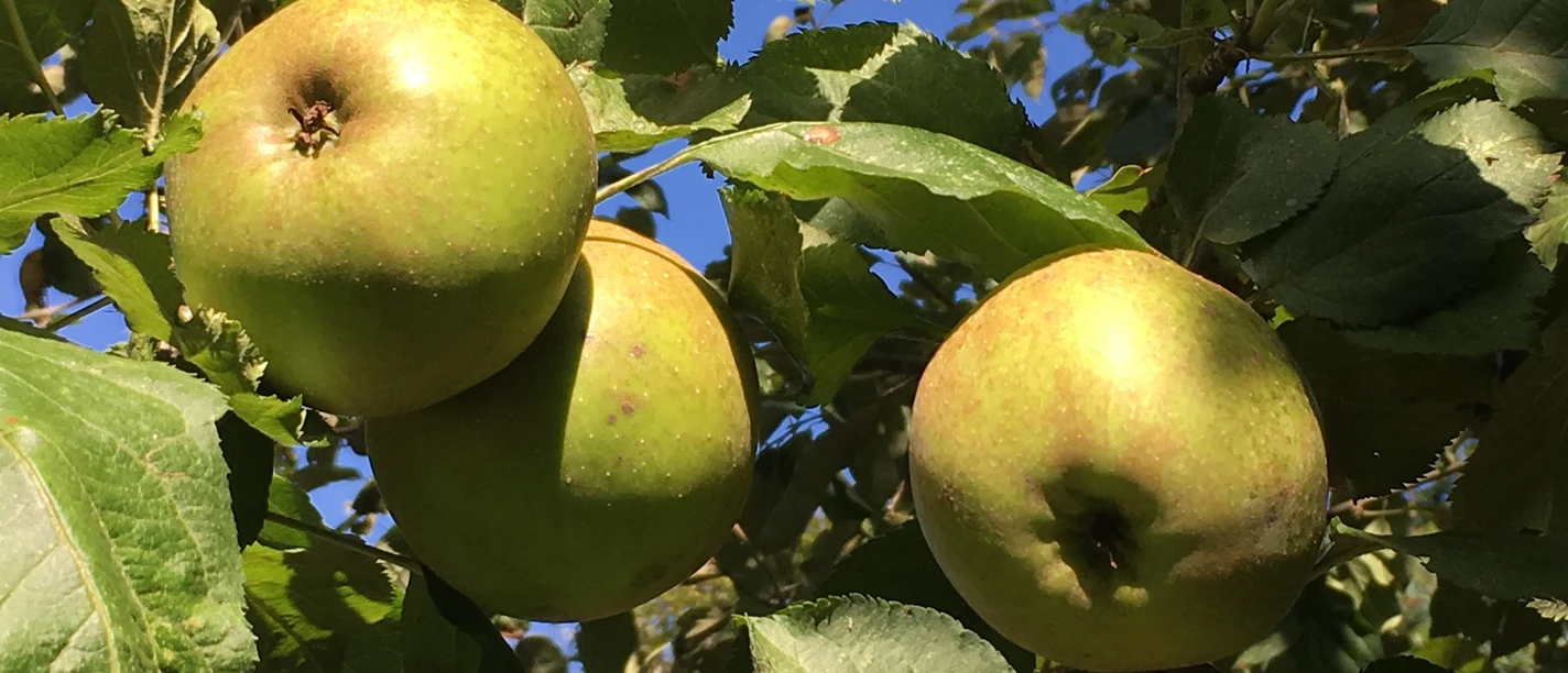 apples Green apples on a tree