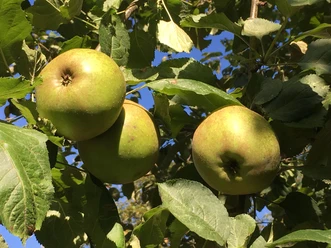 Grüne Äpfel am Baum