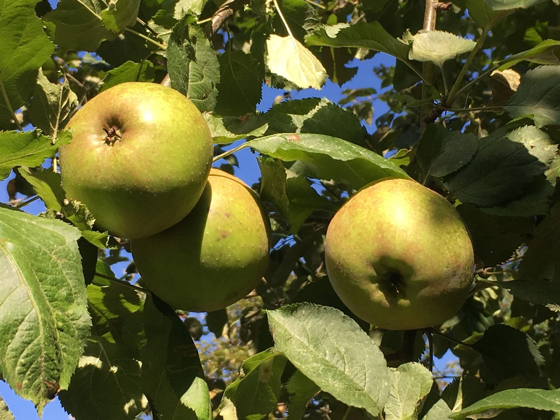 Äpfel.jpg Grüne Äpfel am BaumGreen apples on a treeGroene appels aan een boom