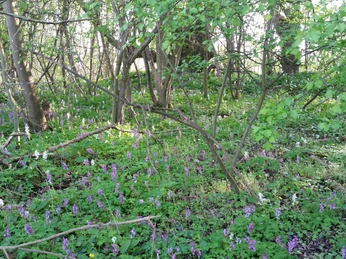 Lerchensporn im Wesergebirge in Rinteln Lerchensporn im Wesergebirge in Rinteln