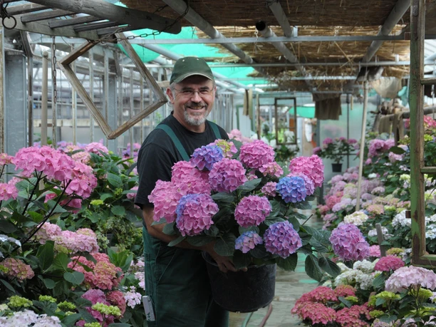Hortensiensammler Hans Alt im Gewächshaus des Hortensienparks Erbsmühle (c) Hortensienpark Erbsmühle