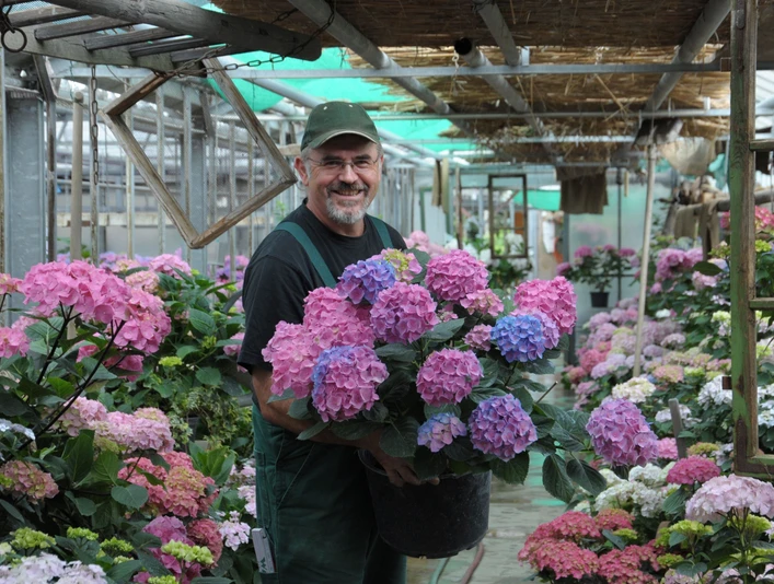 Hortensiensammler Hans Alt im Gewächshaus des Hortensienparks Erbsmühle (c) Hortensienpark Erbsmühle