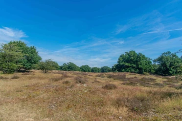 MEP020_schwarzeDornenimParadies_Borkener_Paradies_AnjaPoker5.jpg