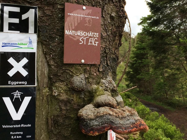 Naturerbe Wanderwelt Altenbeken | Naturschätze-Steig Naturerbe Wanderwelt Altenbeken | Naturschätze-Steig