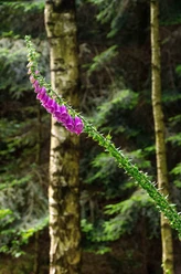 TWI041_blaue_Wegbegleiter_Lupinen_Fullener_Wald_AnjaPoker1.jpg