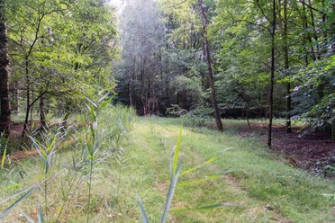 TWI042_Sandmischkultur_in_Schraeglage_FullenerWald_AnjaPoker3.jpg