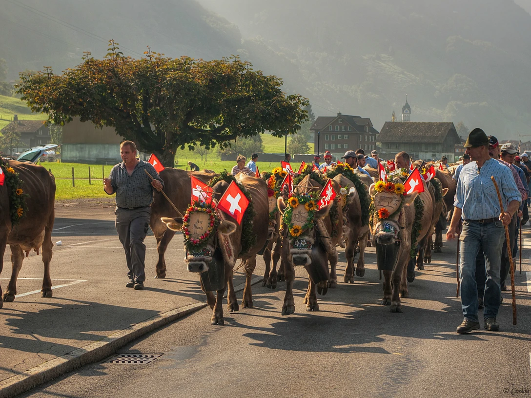 Brauchtum Alpabzug Wolfenschiessen