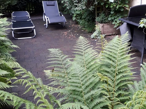 Zwei Liegestühle stehen auf einem gepflasterten Weg, umgeben von üppigem Grün und Farnen.