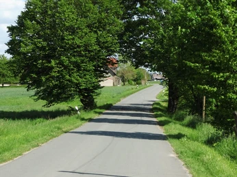 Eine schmale Straße führt unter einem natürlichen grünen Blätterdach aus Bäumen hindurch.