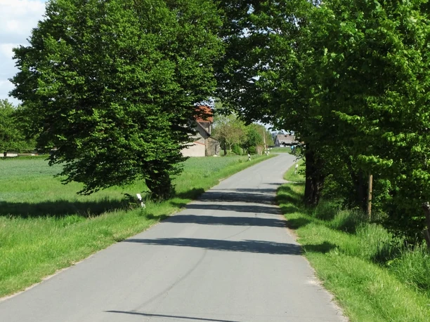 Hofladen Fiener Wohnmobilstellplatz Weg.jpg Eine schmale Straße führt unter einem natürlichen grünen Blätterdach aus Bäumen hindurch.