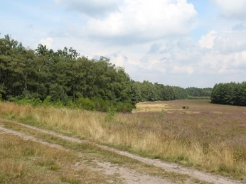 Weite Heidelandschaft mit blauem Himmel, weißen Wolken und Wald im Hintergrund. Grasweg links.