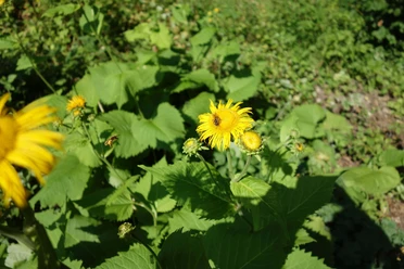 bienen-und-blueten-bad-aibling-entdecken.JPG