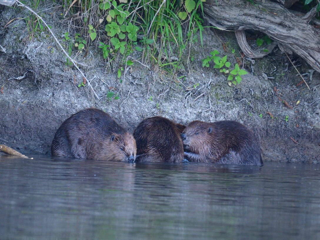 Biber an der Leine Drei Biber ruhen am Ufer eines Flusses, umgeben von Grünpflanzen und einem kleineren Ast.