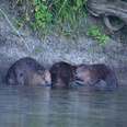 Biber an der Leine Drei Biber ruhen am Ufer eines Flusses, umgeben von Grünpflanzen und einem kleineren Ast.