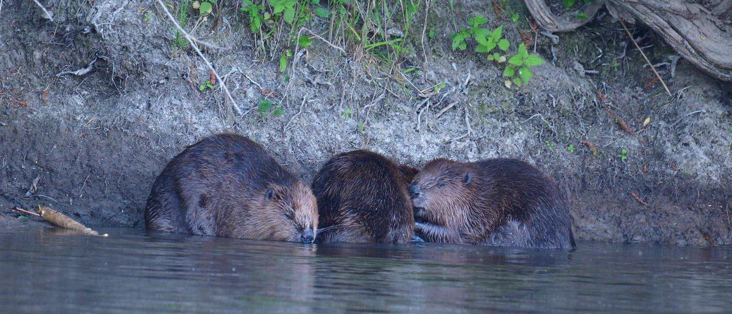 Biber an der Leine Drei Biber ruhen am Ufer eines Flusses, umgeben von Grünpflanzen und einem kleineren Ast.