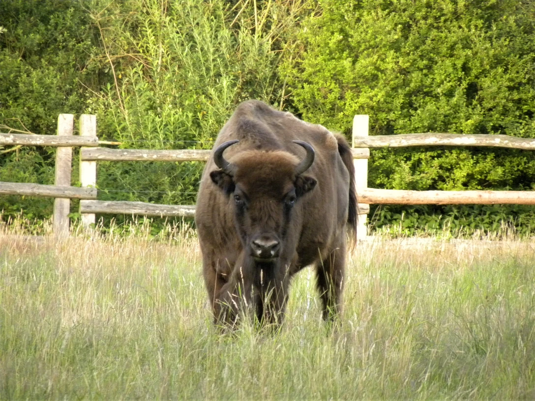 Naturerlebnis_KSJ Wisent Kuh Kreisjägerschaft.jpg