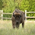 Naturerlebnis_KSJ Wisent Kuh Kreisjägerschaft.jpg
