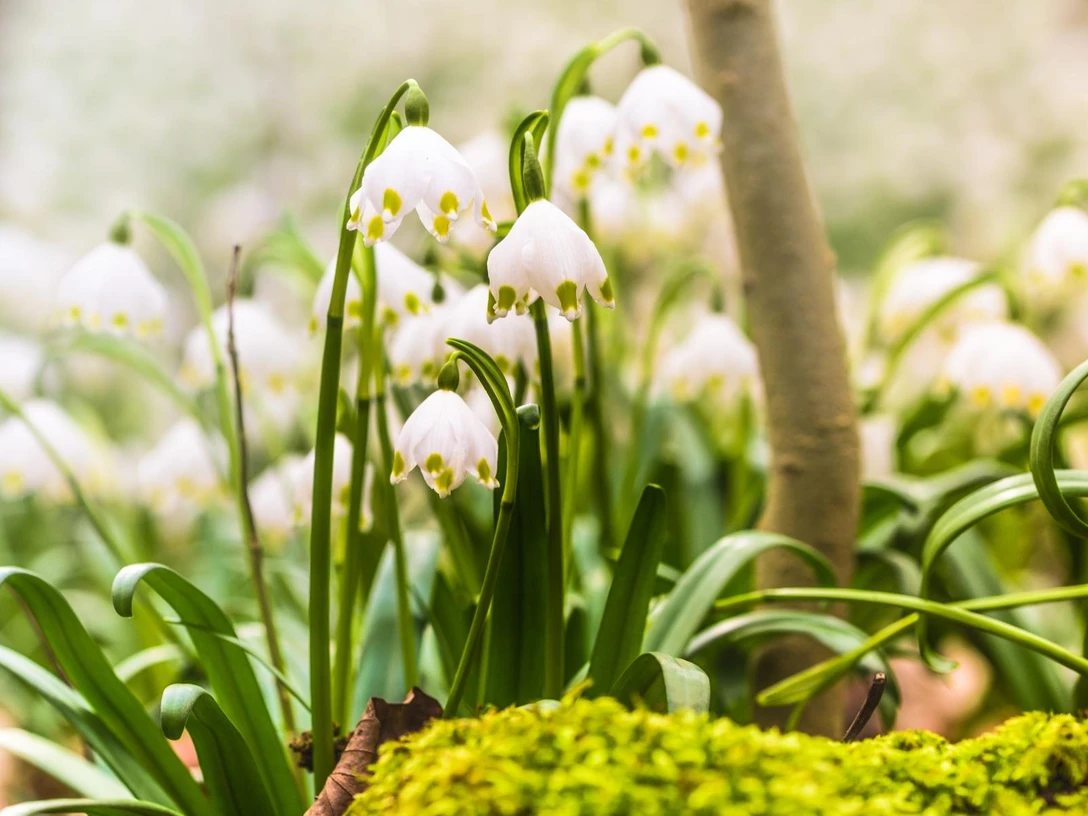 Märzenbecher-Wald_1