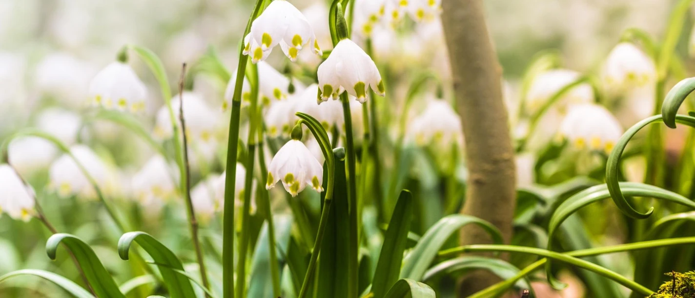 Märzenbecher-Wald_1