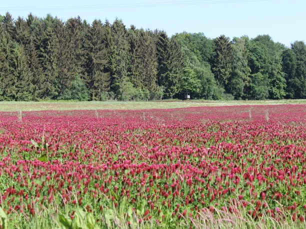 Landidylle Eggermühlen