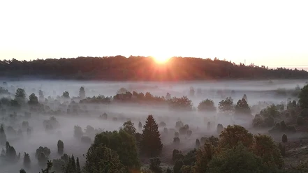 Fruehwanderung_020923_Bispingen-Touristik_Manfred_Loos_1.jpg Sonnenaufgang über dem nebelverhangenen Totengrund bei Bispingen mit Blick auf Heide und Wälder.