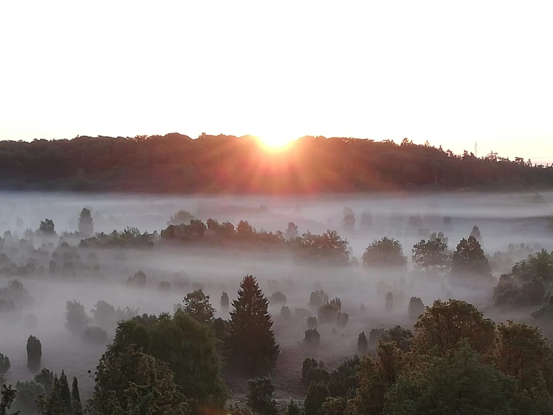 Fruehwanderung_020923_Bispingen-Touristik_Manfred_Loos_1.jpg Sonnenaufgang über dem nebelverhangenen Totengrund bei Bispingen mit Blick auf Heide und Wälder.