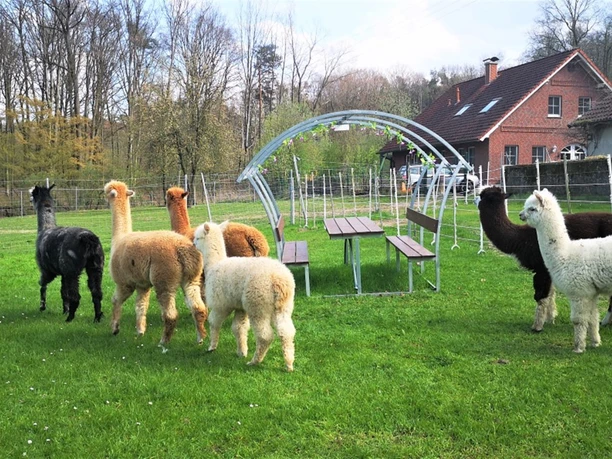 Picknickplatz auf der Alpakaweide