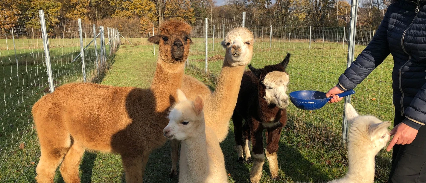 Füttern von Alpakas