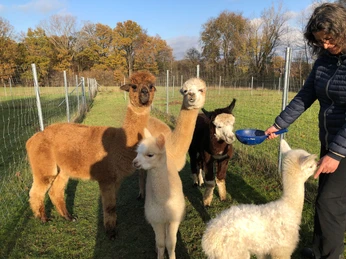 Füttern von Alpakas