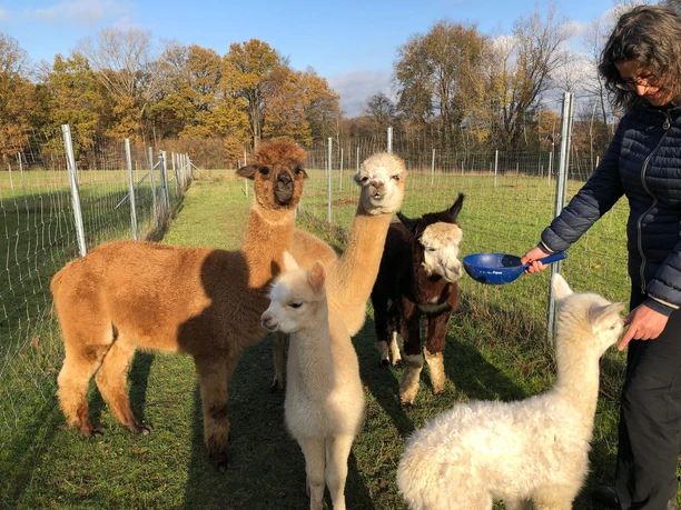 Füttern von Alpakas