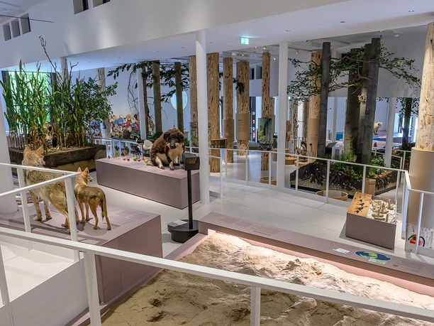 Rampen-Dauerausstellung-Museum am Schölerberg_C_HermannPentermann.jpg