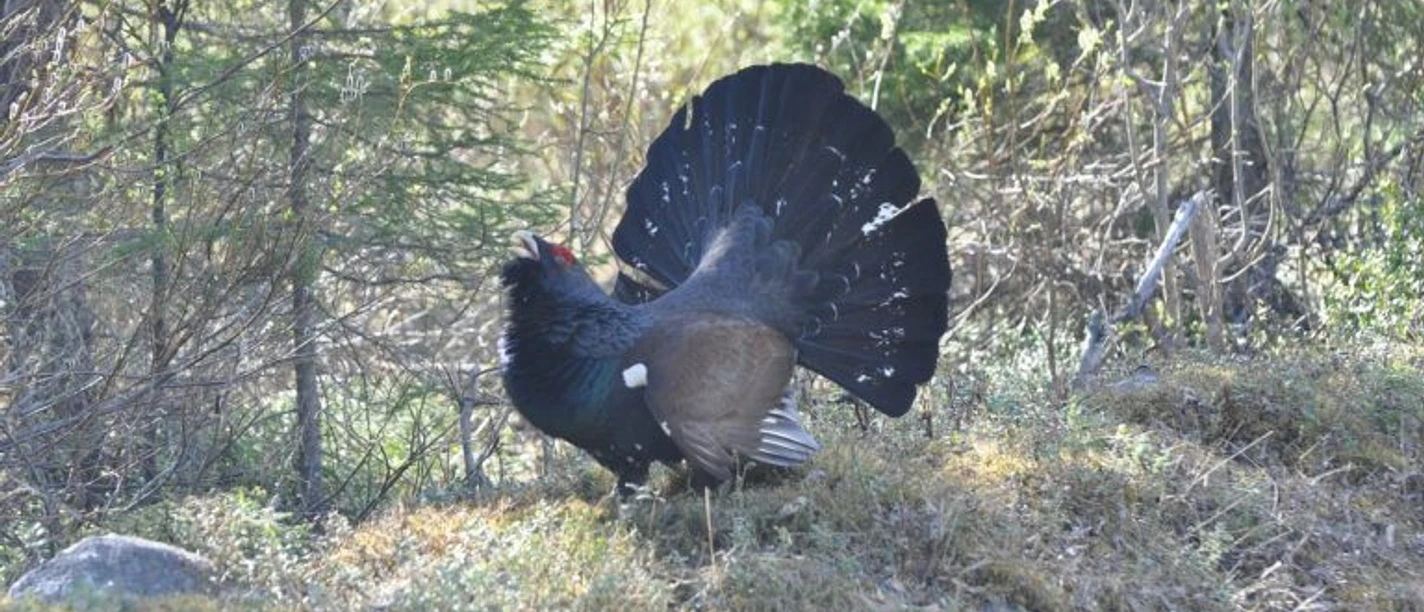 Auerhahn pixabay 768x510