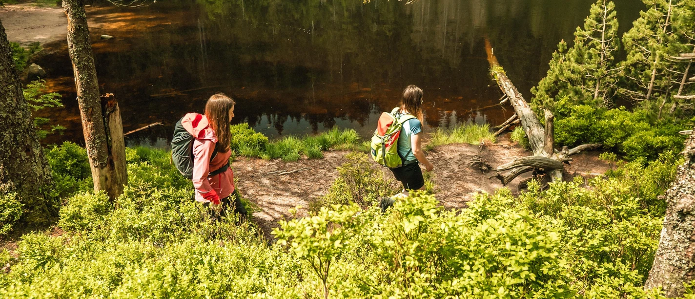 Wilder See im Nationalpark Schwarzwald