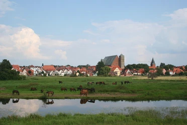 Eine grüne Wiese mit weidenden Pferden, im Hintergrund die Silhouette der Stadt Verden mit Kirchturm.