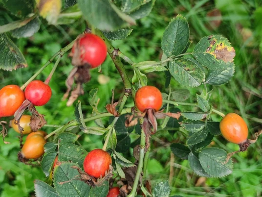 Hagebutten im Schlosspark Thürmsdorf