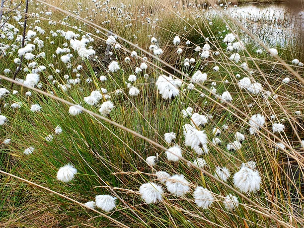 Wollgrasblüte im DümmerWeserLand