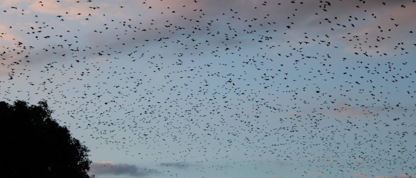 Vogelschwarm am Dümmer-See