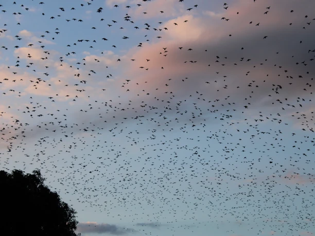 Vogelschwarm am Dümmer-See