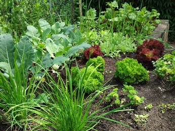 Nutz- und Wandelgarten Kösterhof3