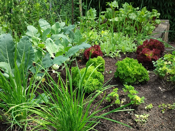 Nutz- und Wandelgarten Kösterhof3