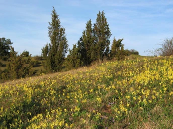 2015 H2Zierenberg Primeln Wacholderheide