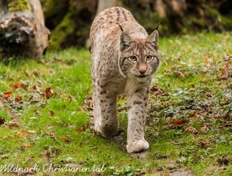 Luchs copyright Hanna Meichau.jpg