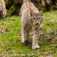 Luchs copyright Hanna Meichau.jpg