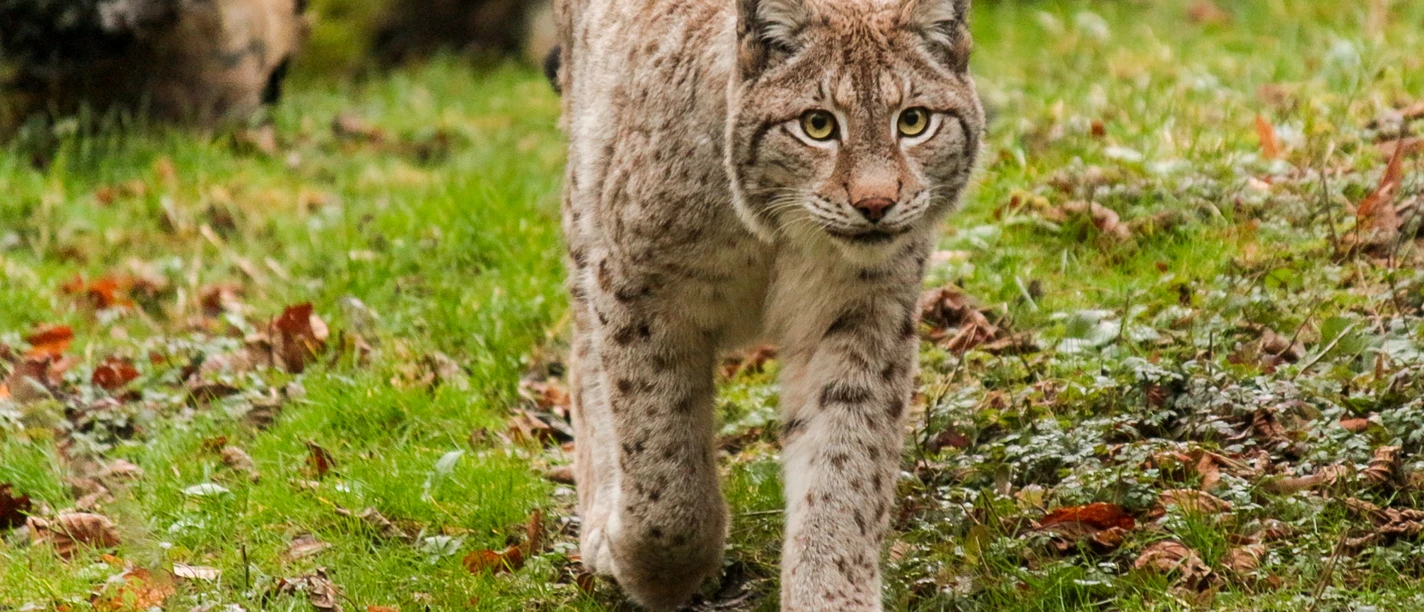 Luchs copyright Hanna Meichau.jpg