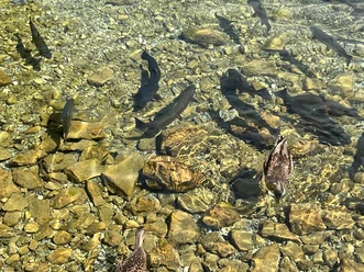 Forellen und Enten schwimmen im klaren Wasser über einem steinigen Flussbett.