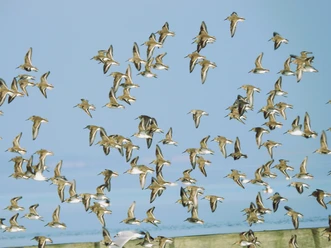 12.11.2022 Vogelwelt Bensersiel Bild. Birgit Haller ©Wattenhuus Bensersiel (7).JPG